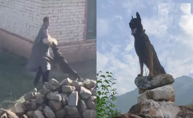 Wounded in Anti Terror opperation Indian Army Dog Zoom Passes Away - Sakshi