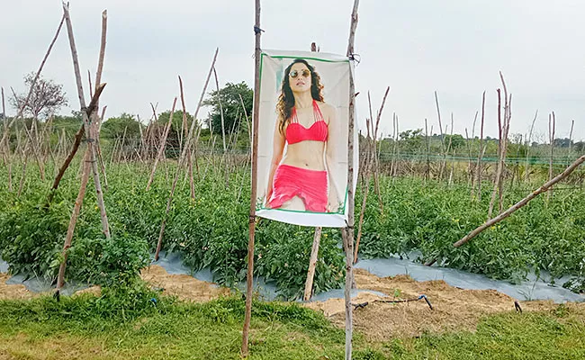 Flexi Of Heroines In Crop Fields At Annamayya District - Sakshi