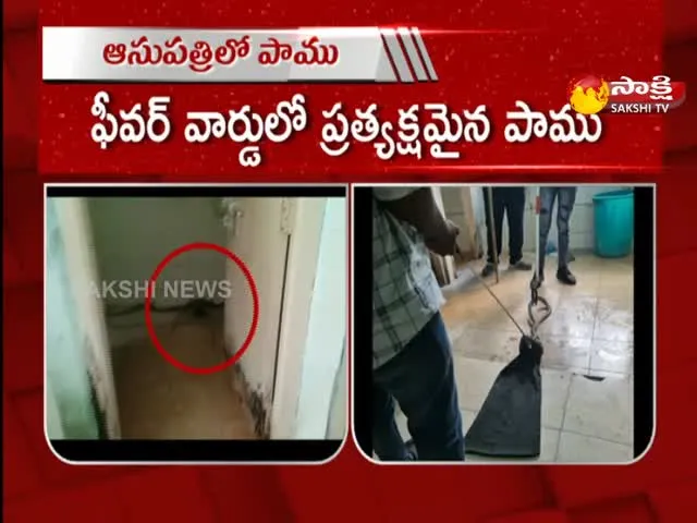 Snake Hulchul At MGM Hospital In Warangal