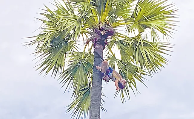 Man Trapped On Palm Tree For 6 Hours In Yadadri Bhuvanagiri District - Sakshi