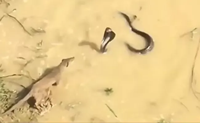 King Cobra Mongoose Massive Fight Viral Video - Sakshi