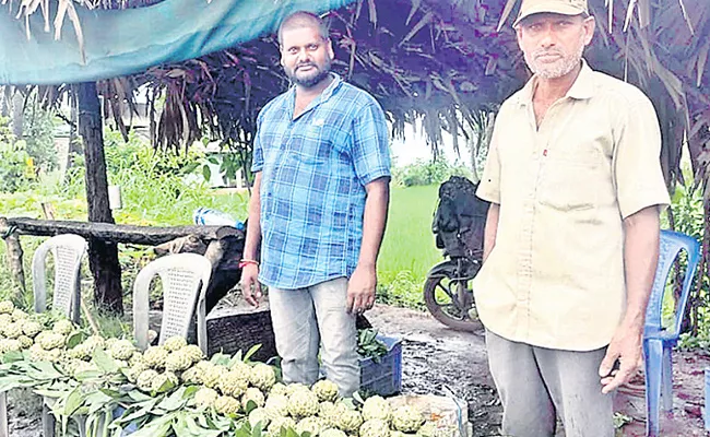 Sitaphal Business Tasty Custard Apple High Rates East Godavari - Sakshi