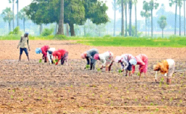 Despite Losses Telangana Farmers To Cultivate The Chilli Crop - Sakshi