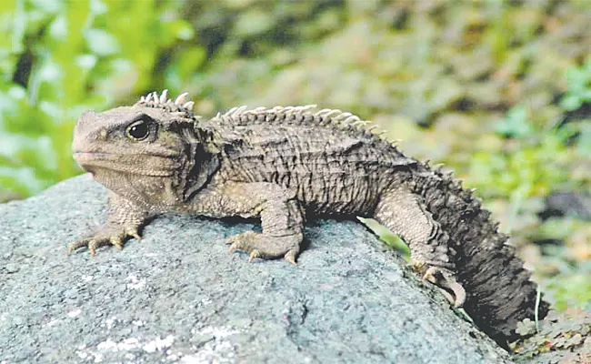 Sphenodon Lived In New Zealand - Sakshi