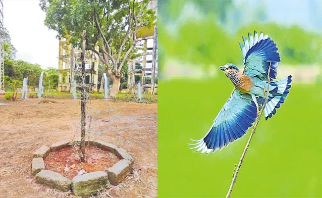 Indian Roller Bird Shami Plant  Not Spotting On Dussehra - Sakshi