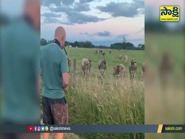 Man Playing Saxophone At A Farm Several Cows Gathered Around Him Video Gone Viral