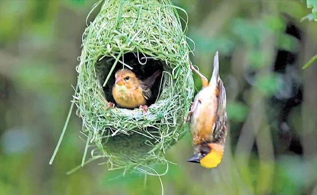 Baya Weaver Bird Nest Facts And Excellent Skills - Sakshi