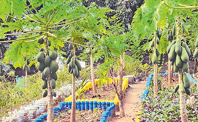 Urban Farming In Philippines Women Nourishing Cities Program - Sakshi