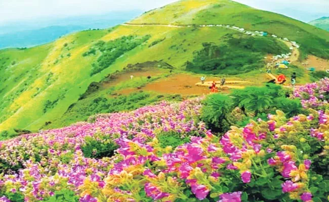 Neelakurinji Flowers Bloom Only Once In 12 Years - Sakshi