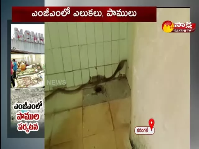 Sankes And Rats In Warangal MGM Hospital