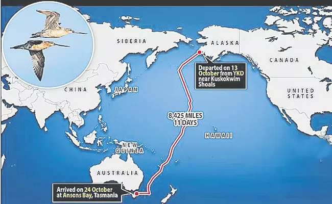 Bar-tailed godwit flies 13,500km from Alaska to Tasmania - Sakshi