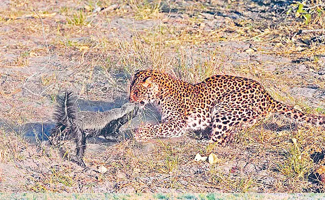 Fearless Animal Honey Badger Dares Tigers - Sakshi