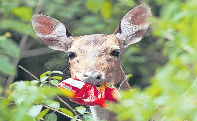 Wild Animals in Nallamala forests are being affected by plastic - Sakshi