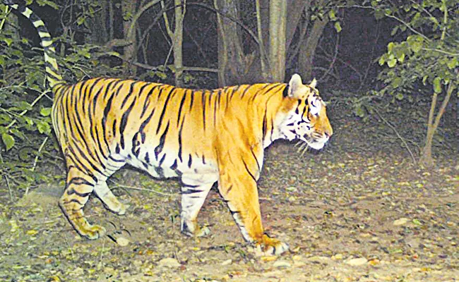 Tigers Number Steadily Increasing Nallama Forest - Sakshi