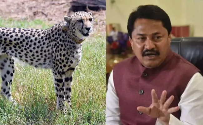 Congress Nana Patole Linked Lumpy Virus Disease To Cheetahs - Sakshi