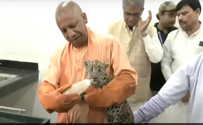 Viral Video: Yogi Adityanath Feeds Leopard Cub With Bottle  - Sakshi