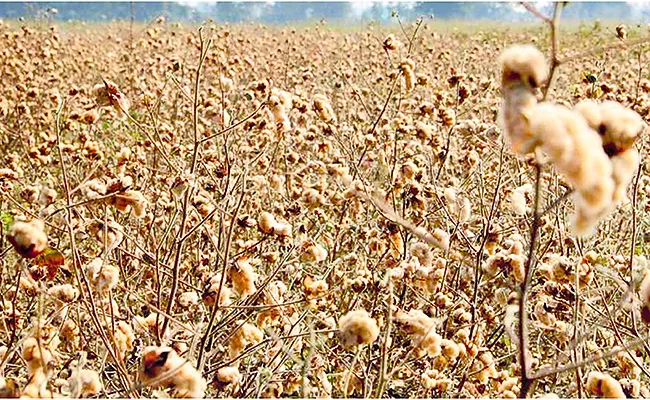 World cotton day sakshi special story in telugu - Sakshi