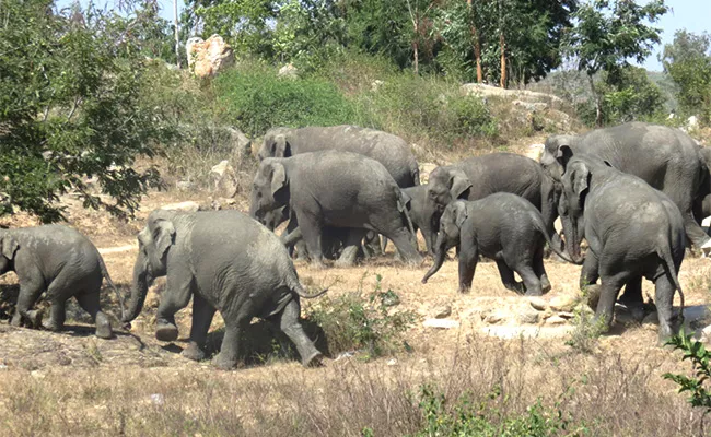 AP Govt Stepped Up Its Efforts To Control Herd Of Elephants In Chittoor District - Sakshi