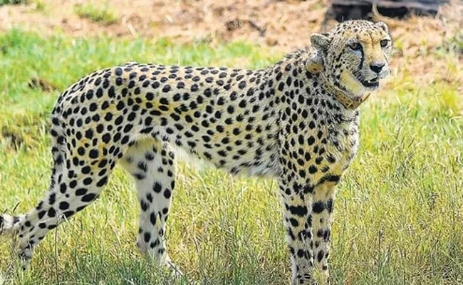 Task Force For Cheetahs From Namibia - Sakshi