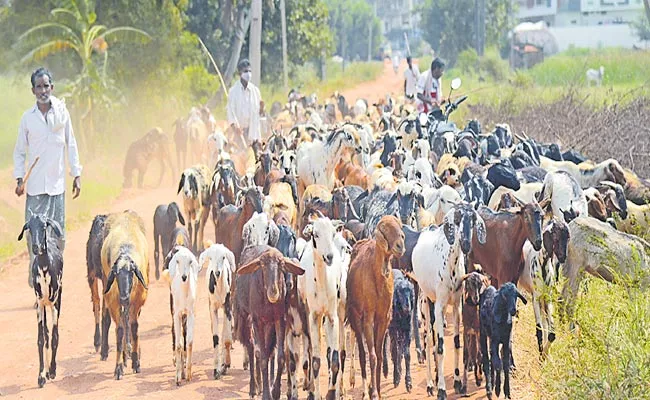 Cattle Insurance Scheme Is Ready To Be Implemented In AP - Sakshi