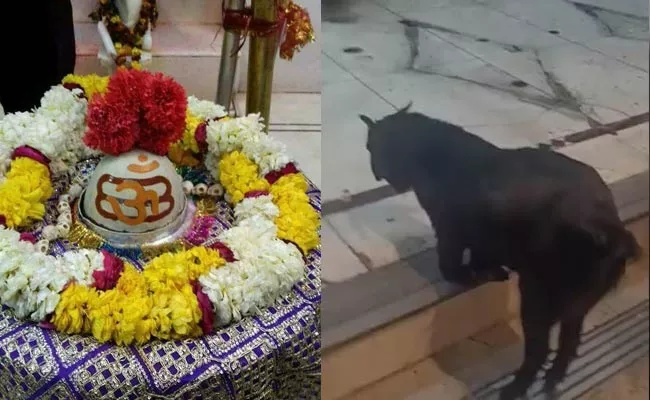 Goat Prays To Lord Shiva At Kanpur Anandeshwar Mandir - Sakshi