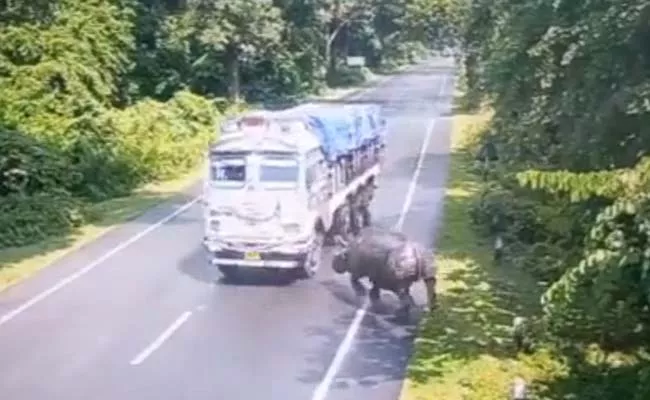 Viral Video: Rhinoceros Colliding With Speeding Truck In Assam - Sakshi