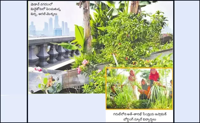 Growing Home crops In Indonesia - Sakshi