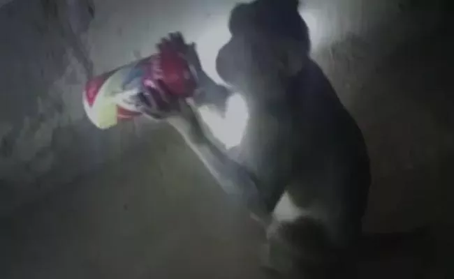 Monkey Stealing Alcohol From Shop In Uttar Pradesh Has Gone Viral - Sakshi