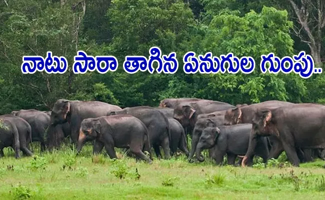 Elephants Herd Drink Country Liquor Mahua Doze Off For Hours Odisha Forest - Sakshi