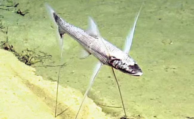 strange Fish In The Ocean Reservoir That Stands With Wings - Sakshi