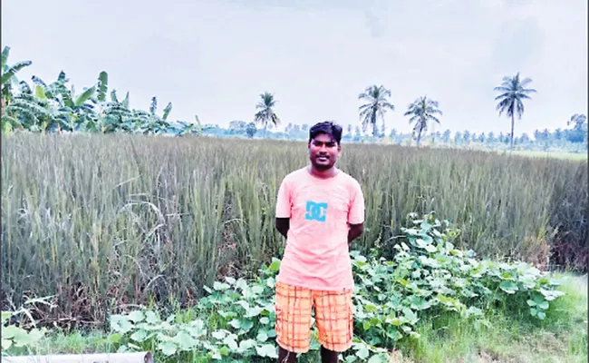 Tadepalligudem IT Employee Shashikant Success In Black Rice Cultivation - Sakshi