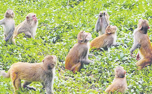 How Monkeys Threat Changed Cropping System in Telangana: Analysis - Sakshi