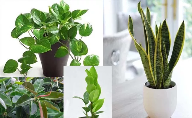 amazing Indoor Plants That will Make Your Home elegant - Sakshi