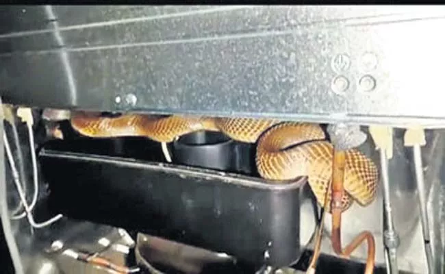 Cobra Entered The Fridge At Tumakuru - Sakshi