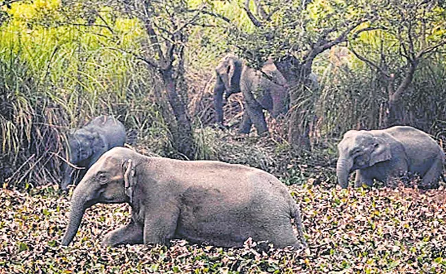 Forest department special activity to prevent human-animal conflict - Sakshi