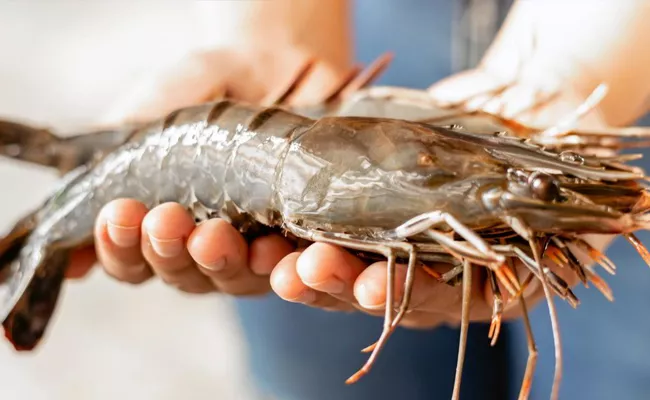 SPO For Control Of Shrimp Prices In Andhra Pradesh - Sakshi