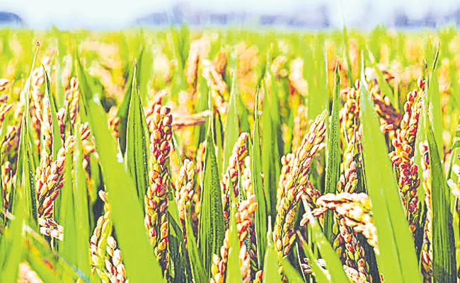 Rabi season Cultivation increased by 6 percent - Sakshi