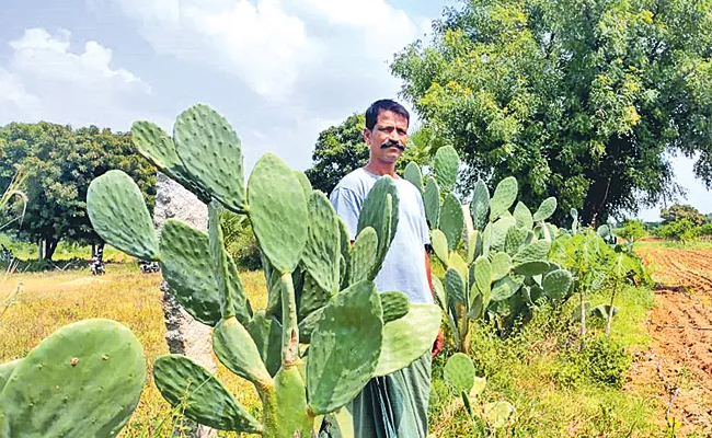 How To Cultivate Brahma Jemudu Cactus Fodder For Livestock Benefits - Sakshi