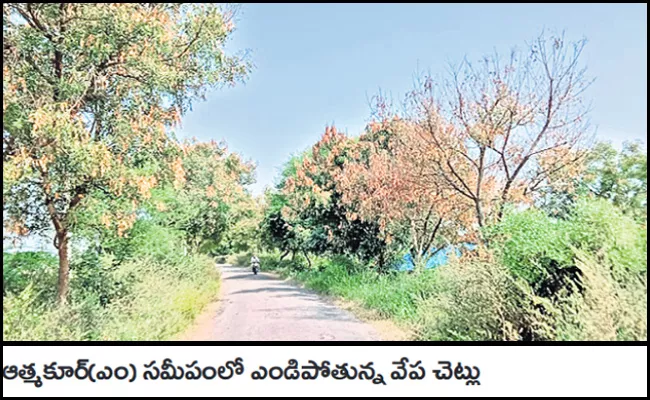 Neem Trees Affected Dieback Virus Yadadri District Telangana - Sakshi