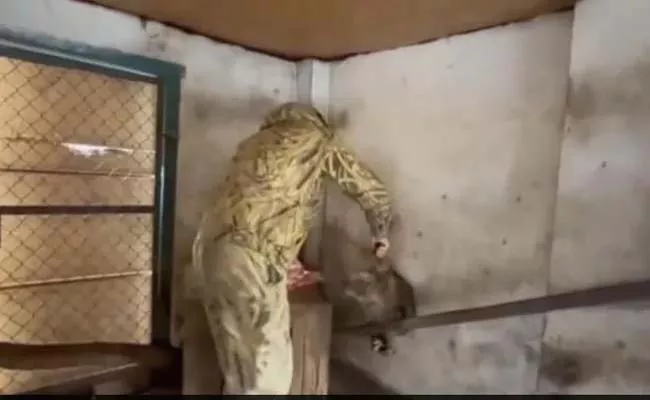 Viral Video: Russian Soldiers Stealing Animals From Kherson Zoo - Sakshi