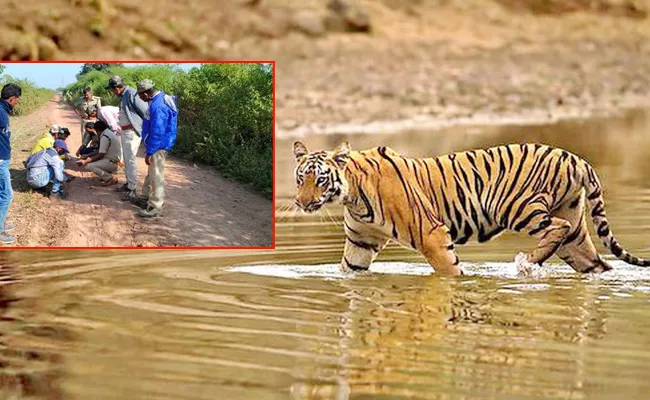 Telangana: Man Eater Big Cats Threats Joint Adilabad District - Sakshi