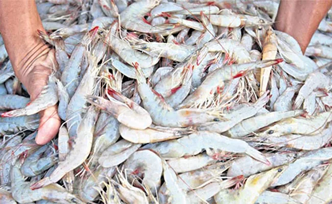 Prawns Price: Continuous Review Of International And Local Prices - Sakshi