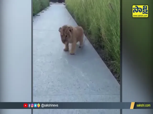 Viral Video: A Baby Lion Shows Off His Roar