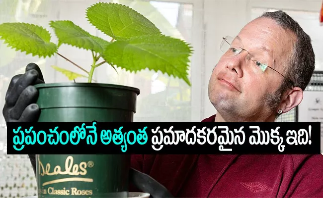 To Escape Boredom British Man Grows World Most Dangerous Plant - Sakshi