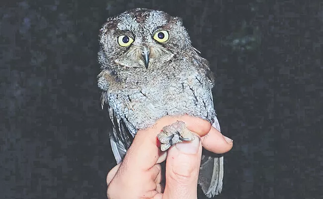 Highly threatened new species of owl discovered in central africa - Sakshi