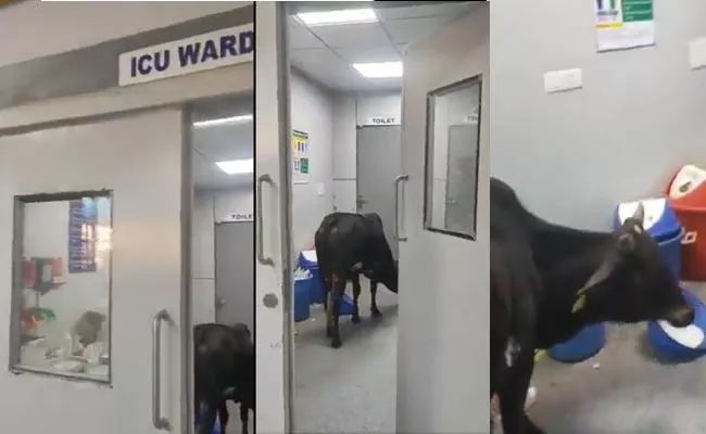 Cow Roaming In ICU Ward Of Madhya Pradesh Hospital Video Viral - Sakshi