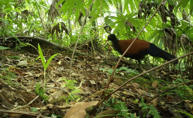 Scientists Rediscovered Black Naped Pheasant Pigeon After 140 Year - Sakshi