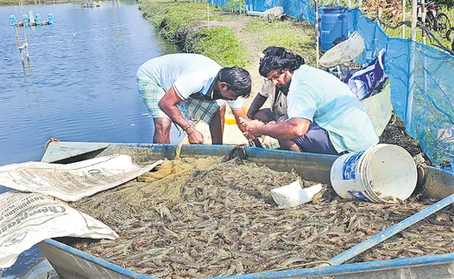 Ecuador Country Shock To International shrimp market - Sakshi