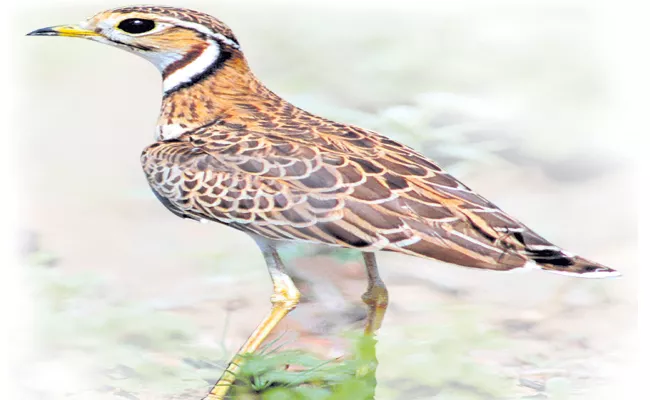 Kalivi Kodi rarest bird in the world - Sakshi