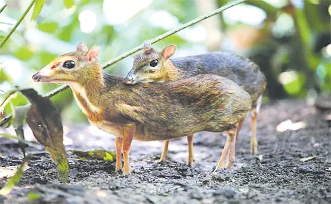 Chevrotain An endangered rare creature of deer - Sakshi